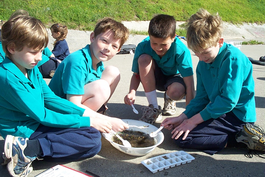 Looking at Waterbugs